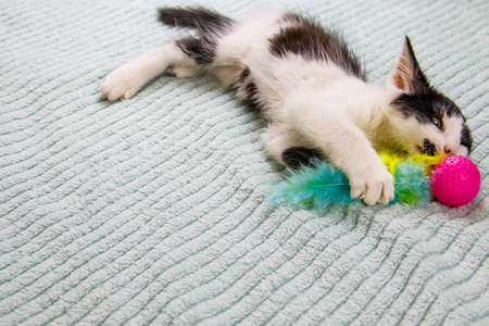 Beautiful kitten playing with a toy on a bedの写真素材