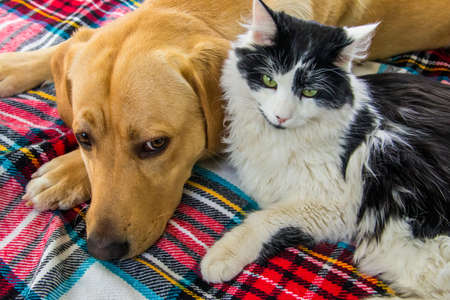 Cute labrador retriever dog and young fluffy cat on a checkered plaid. Friendship of petsの写真素材