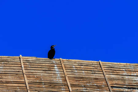 Great black cormorant (Phalacrocorax carbo)の写真素材