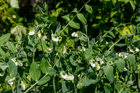 Blooming green pea plants in the vegetable gardenの写真素材