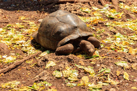 Aldabra giant tortoise on Prison island, Zanzibar in Tanzaniaの写真素材