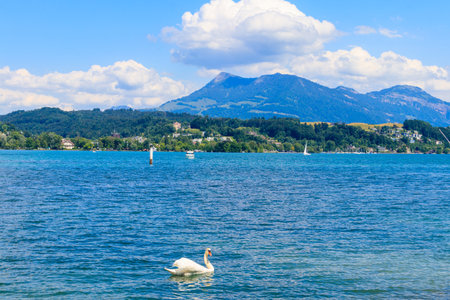 White swan swimming on Lake Lucerne in Lucerne, Switzerlandの写真素材