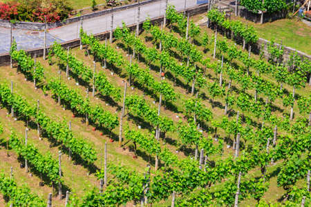 Top view of a green vineyard at summerの写真素材