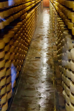 Cheese dairy plant warehouse with shelves stacked with rows of cheeseの写真素材