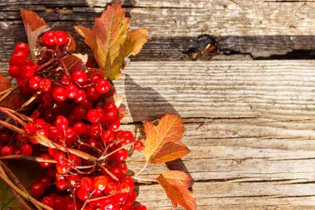 Red berries of viburnum on rustic wooden background. top view, copy space