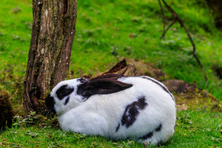 Beautiful rabbit sitting in green grass on a lawnの写真素材