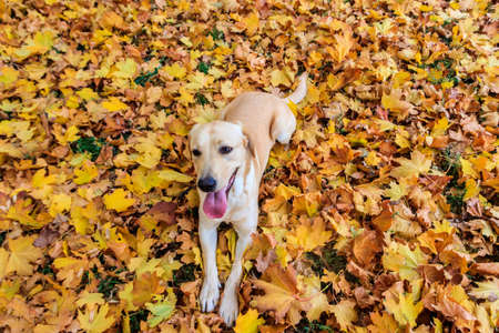 Young labrador retriever dog in the fallen yellow maple leaves in autumn parkの写真素材