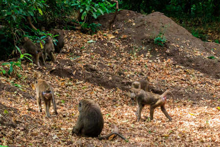 Group of olive baboons (Papio anubis), also called the Anubis baboons, in Lake Manyara National Park in Tanzaniaの写真素材
