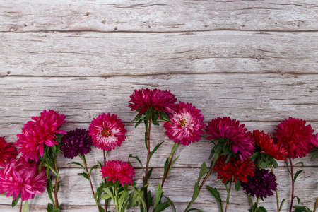 Aster flowers on wooden background. Top view, copy space