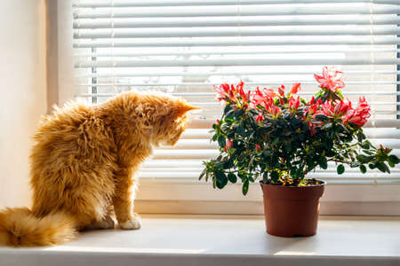 Blooming pink azalea in flower pot and ginger cat on windowsillの写真素材