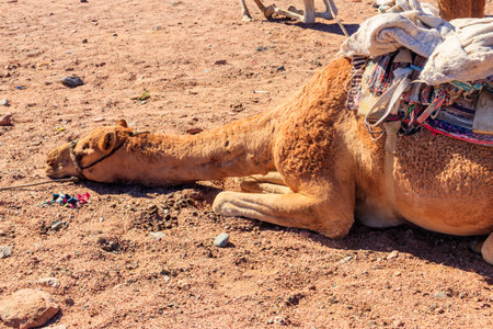 Camel with traditional bedouin saddle in Sinai desert, Egyptの写真素材