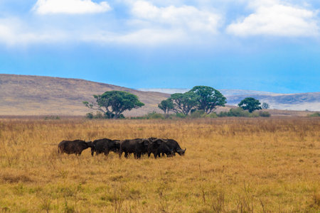 Herd of African buffalo or Cape buffalo (Syncerus caffer) in Ngorongoro Crater National Park in Tanzania. Wildlife of africaの写真素材