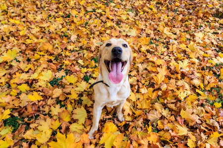Young labrador retriever dog in the fallen yellow maple leaves in autumn parkの写真素材