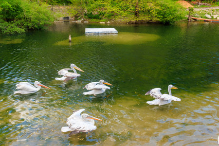 Flock of Dalmatian pelicans (Pelecanus crispus) swimming in the lakeの写真素材
