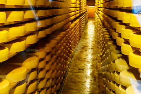 Cheese dairy plant warehouse with shelves stacked with rows of cheeseの写真素材