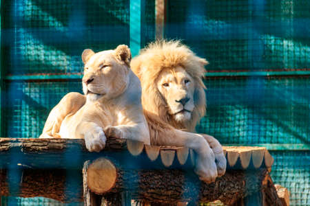 Pair of white lions in zoo