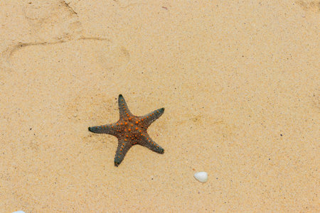 Starfish on the yellow sand beach. top view