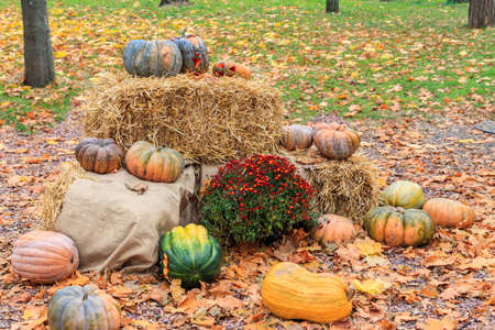 Decorative composition of the pumpkins with colorful leaves. Fall, Thanksgiving and Halloween...