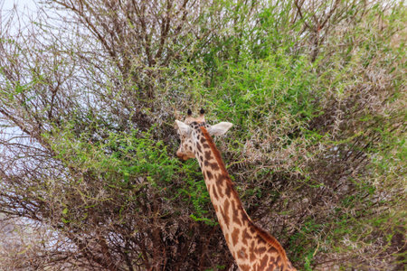 Giraffe eating green leaves from a tree in Tarangire national park, Tanzaniaの写真素材