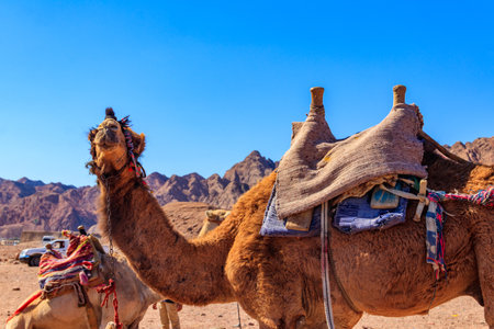 Camels with traditional bedouin saddle in Sinai desert, Egypt