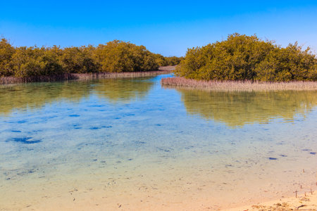 Mangrove trees in Ras Mohammed national park, Sinai peninsula in Egyptの写真素材