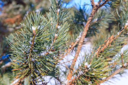 Pine tree branches covered with white snow at winterの写真素材