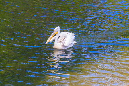 Dalmatian pelican (Pelecanus crispus) swimming in the lakeの写真素材