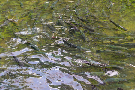 Artificial pond with fish on a trout farm