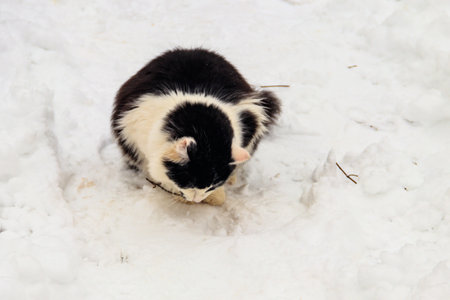 Cute black and white cat in white snowの写真素材