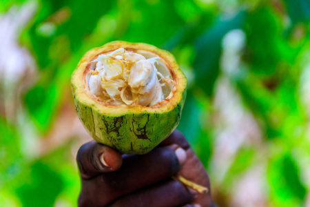 Green cacao fruit in farmer's handの写真素材