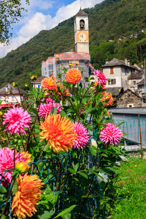 colorful dahlia flowers in a gardenの写真素材