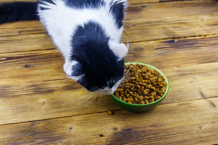 Cat eating his food from ceramic bowl on wooden floorの写真素材