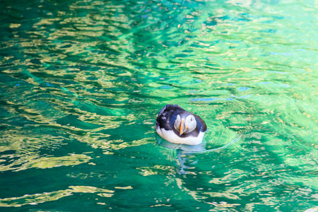 Atlantic puffin (Fratercula arctica), also known as the common puffinの写真素材