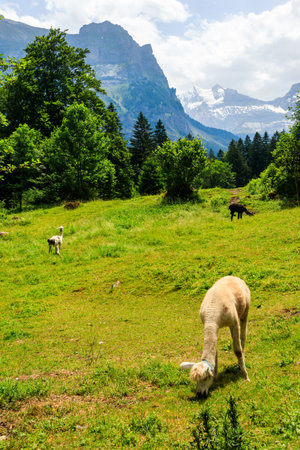 Alpaca grazing in green alpine meadow in Switzerlandの写真素材