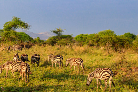 Herd of zebras in savanna in Serengeti national park in Tanzania. Wildlife of africaの写真素材