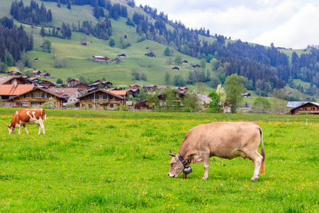 Herd of cows grazing on a green alpine meadow in the Swiss Alps, Switzerlandの写真素材