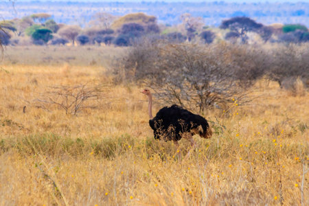 Male ostrich (Struthio camelus) in savanna in Tarangire National park in Tanzania. Wildlife of Africaの写真素材