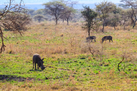 Common warthog (Phacochoerus africanus) in savanna in Serengeti national park, Tanzaniaの写真素材