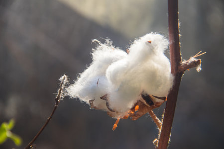 Close-up of the white fluffy cotton flower