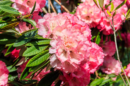 Beautiful blooming pink tree rhododendron (Rhododendron arboreum) in the botanical garden