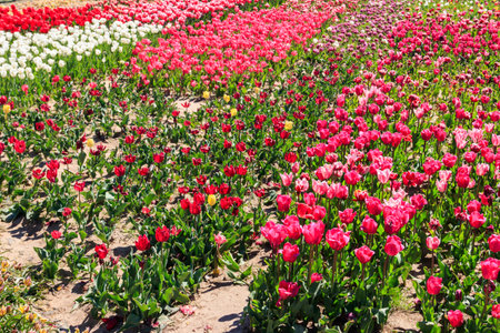 Beautiful multicolored tulips in a flower park at spring