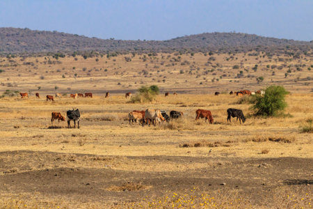 Herd of zebu cattles on a pasture in Tanzaniaの写真素材