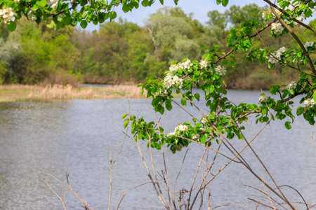 White blooming branch of pear tree on a background of river at springの写真素材