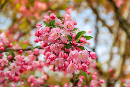 Pink blossoming cherry tree in garden at spring