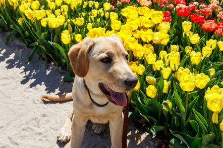 Portrait of a cute labrador retriever puppy next to blooming tulips flowersの写真素材