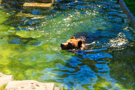 Bear in Bear Pit in Bern, Switzerland. Bear is a symbol of Bern city