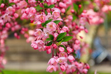 Pink blossoming cherry tree in garden at springの写真素材