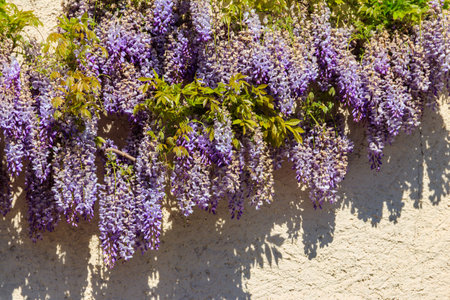 Flowering violet wisteria creeper on the wallの写真素材
