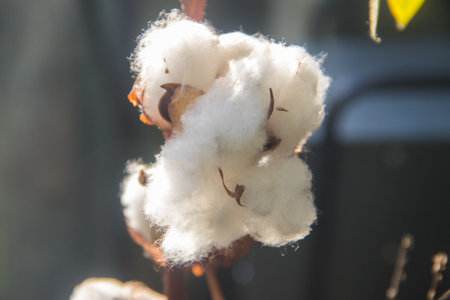 Close-up of the white fluffy cotton flowerの写真素材
