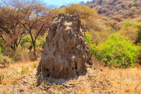 Termite mound in Lake Manyara National Park in Tanzaniaの写真素材